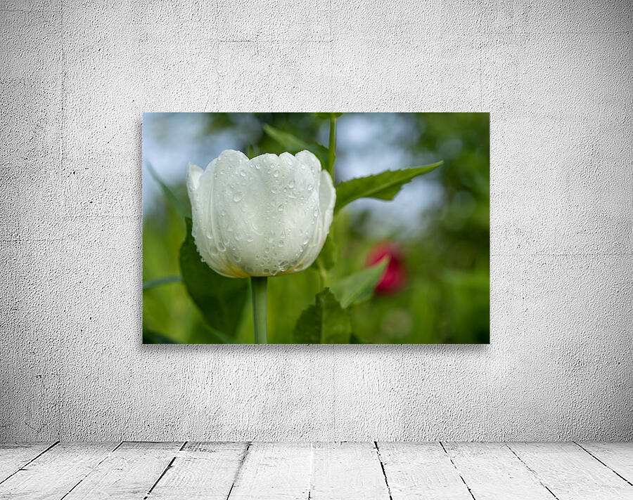 The Plumpy One Wall Preview