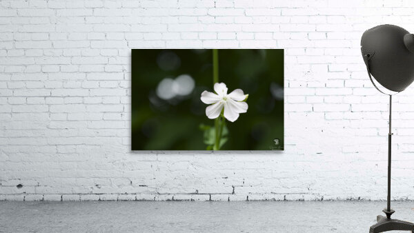 Catchfly Wall Preview