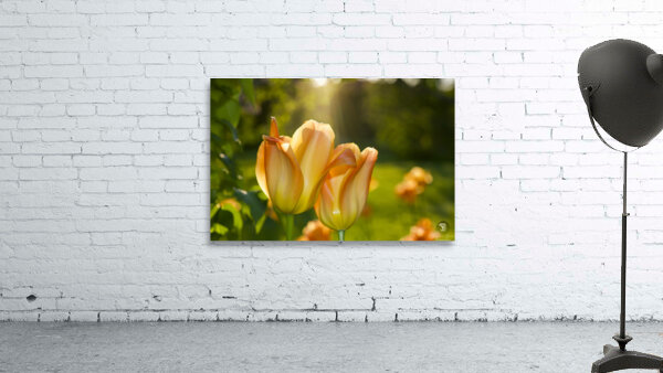 Glorious Day Wall Preview