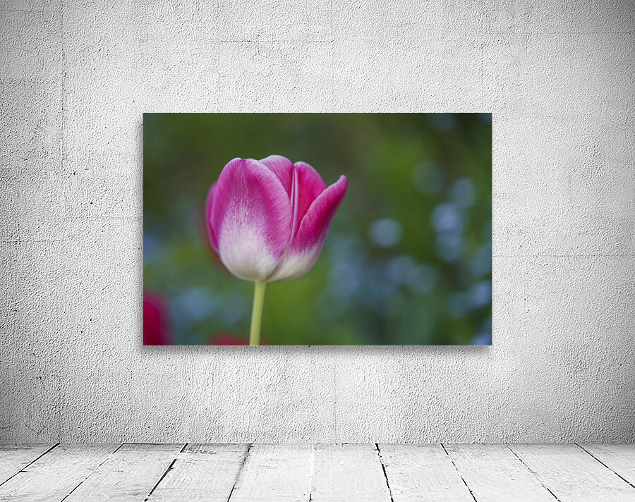 Barbie Pink Wall Preview