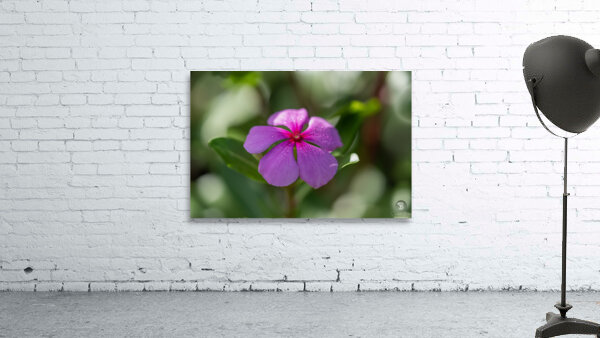 Pink Periwinkle Wall Preview