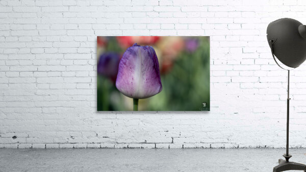 Purple Muse Wall Preview