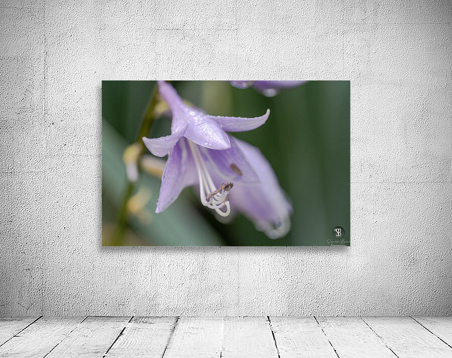 Breeze Blooms Wall Preview