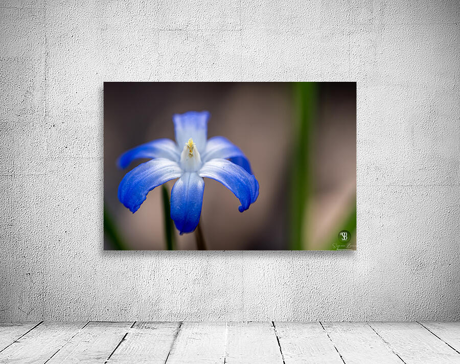 Call Me Lucile Wall Preview