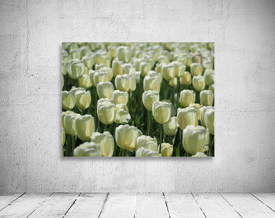 Field Of White Tulips Wall Preview