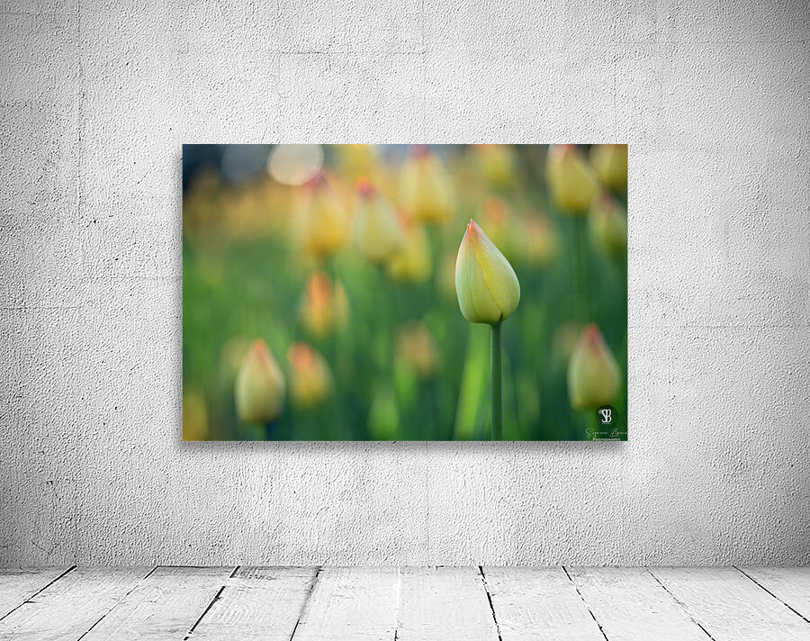 Pretty Field Wall Preview