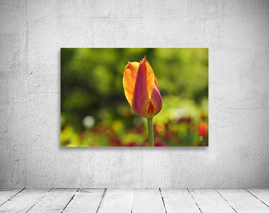 Darling Wall Preview