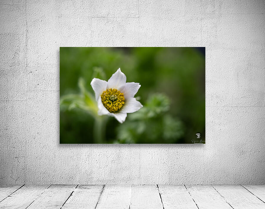 Darling 2 Wall Preview