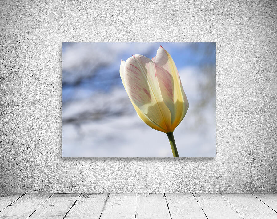 Head in the Clouds Wall Preview