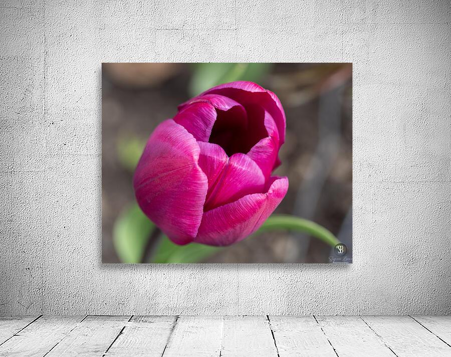 Pretty Pink Wall Preview