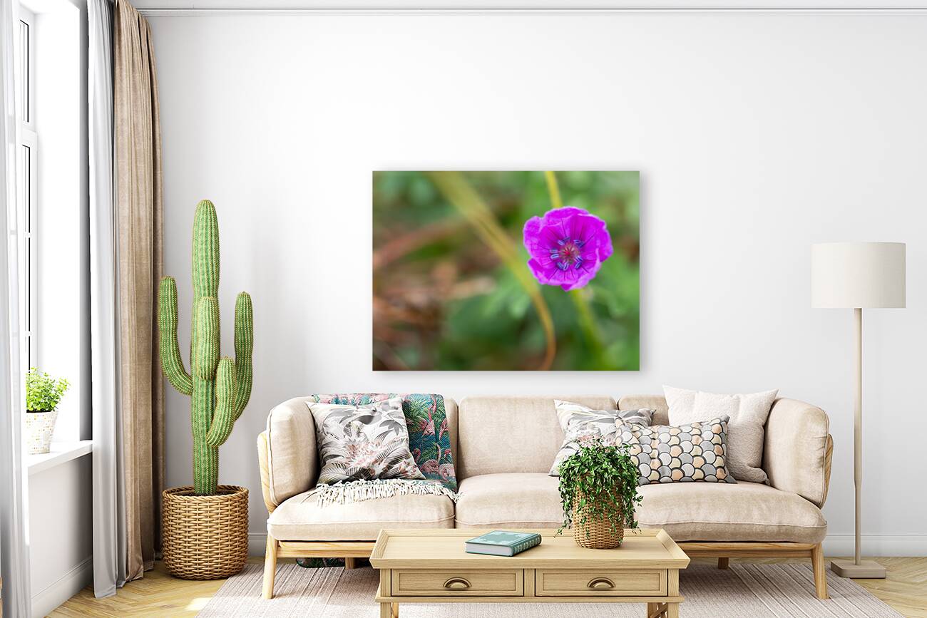 Geranium Closeup Reproduction