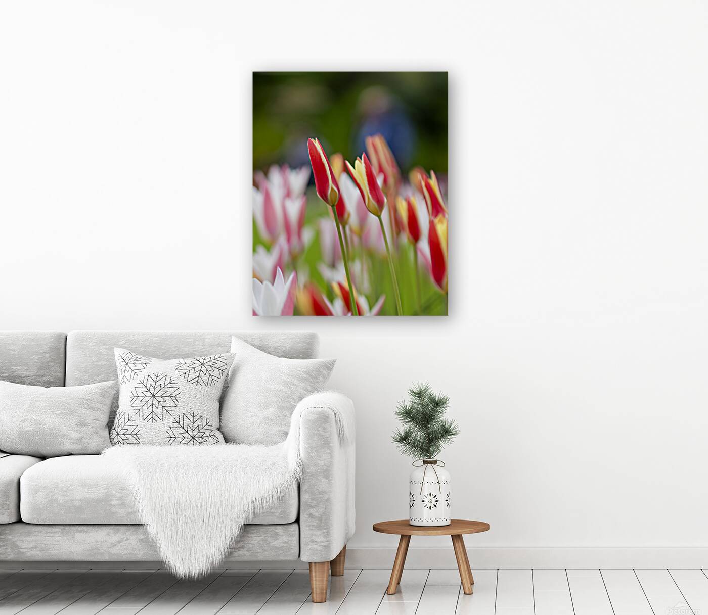 SBP5569 Reproduction