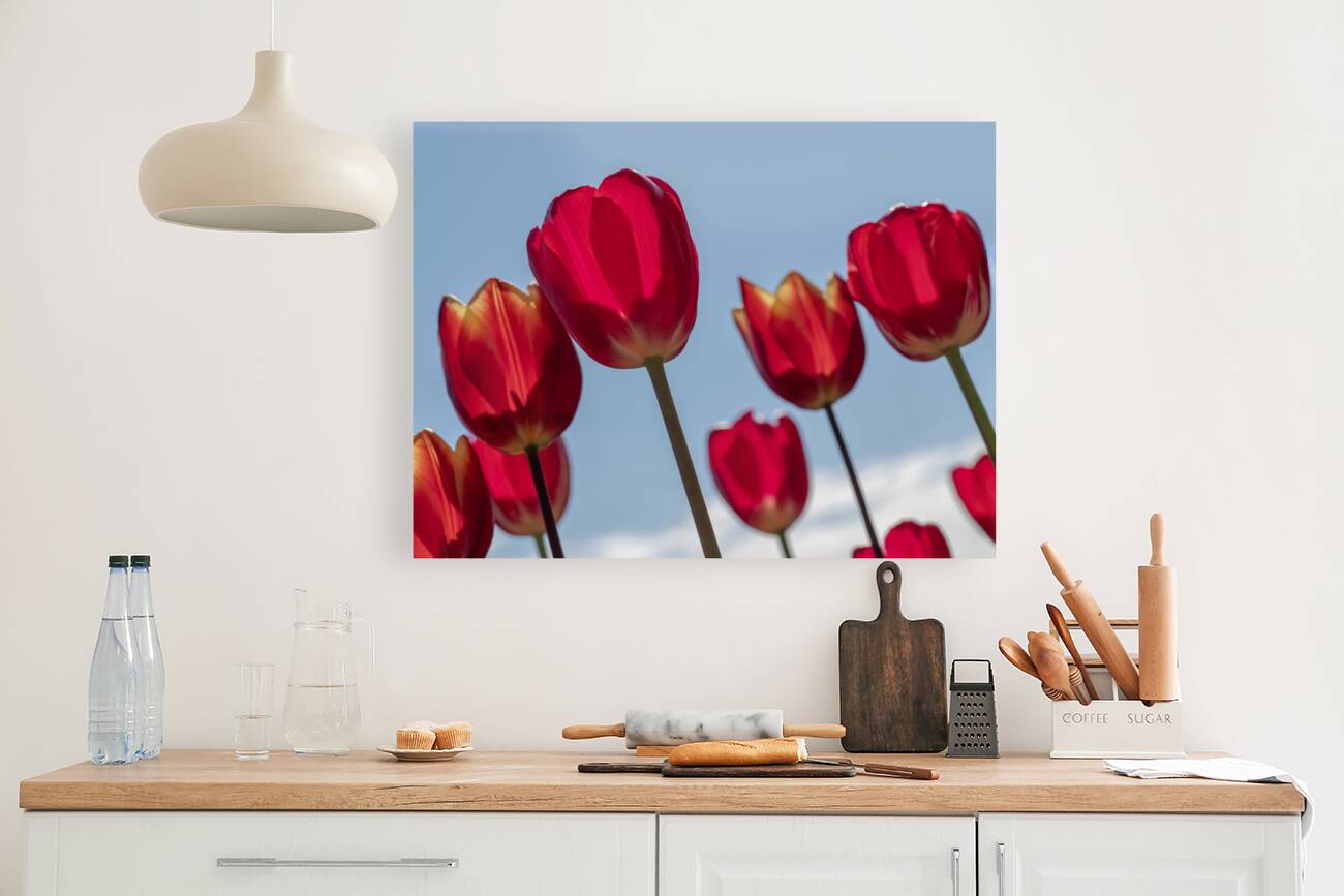 Red Tulips Reproduction