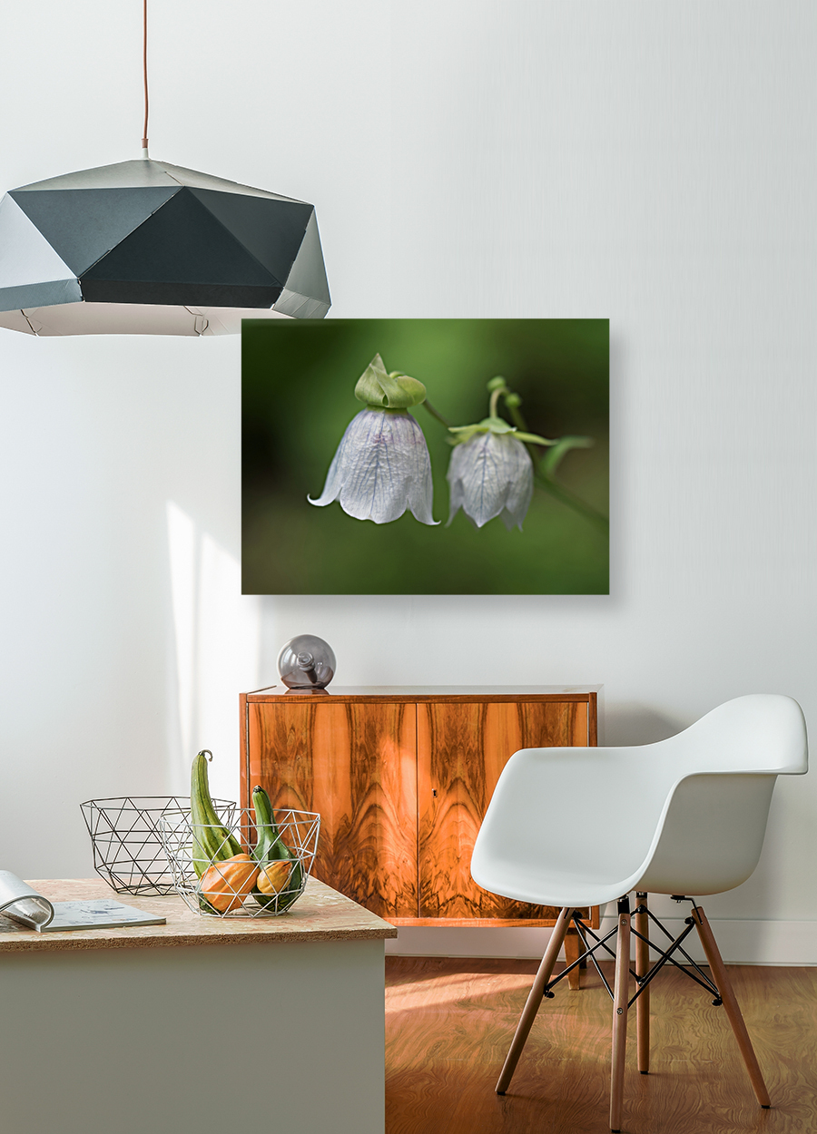 Bellflower Reproduction