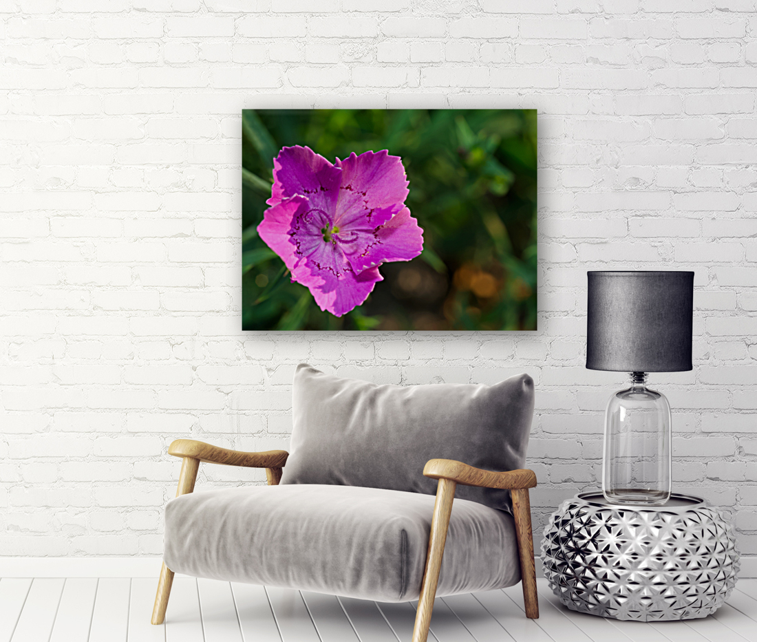 Maiden Pink Reproduction