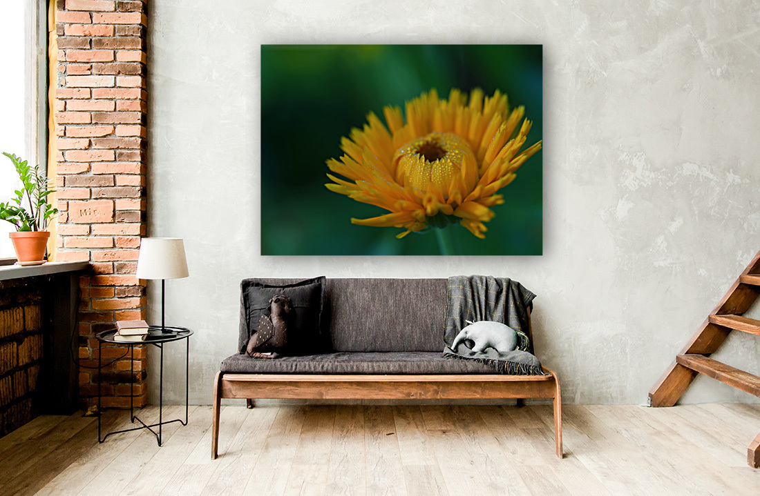 Calendula Reproduction