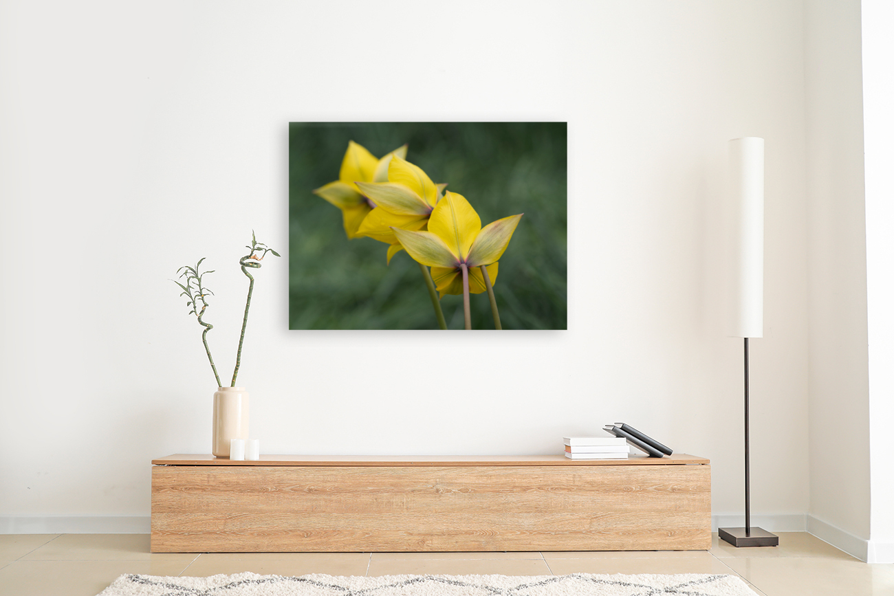 Spring Forward Reproduction