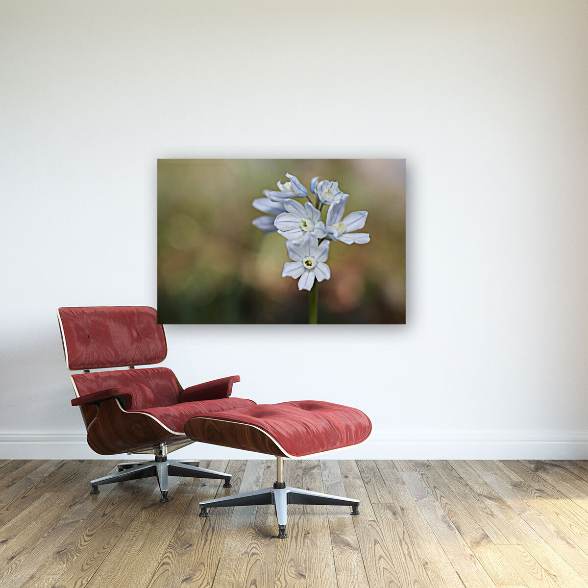 Striped Squill Reproduction