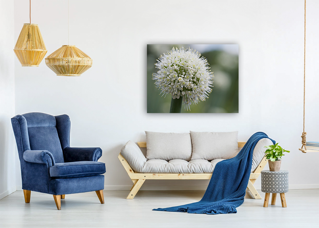 Allium Pskemense Reproduction