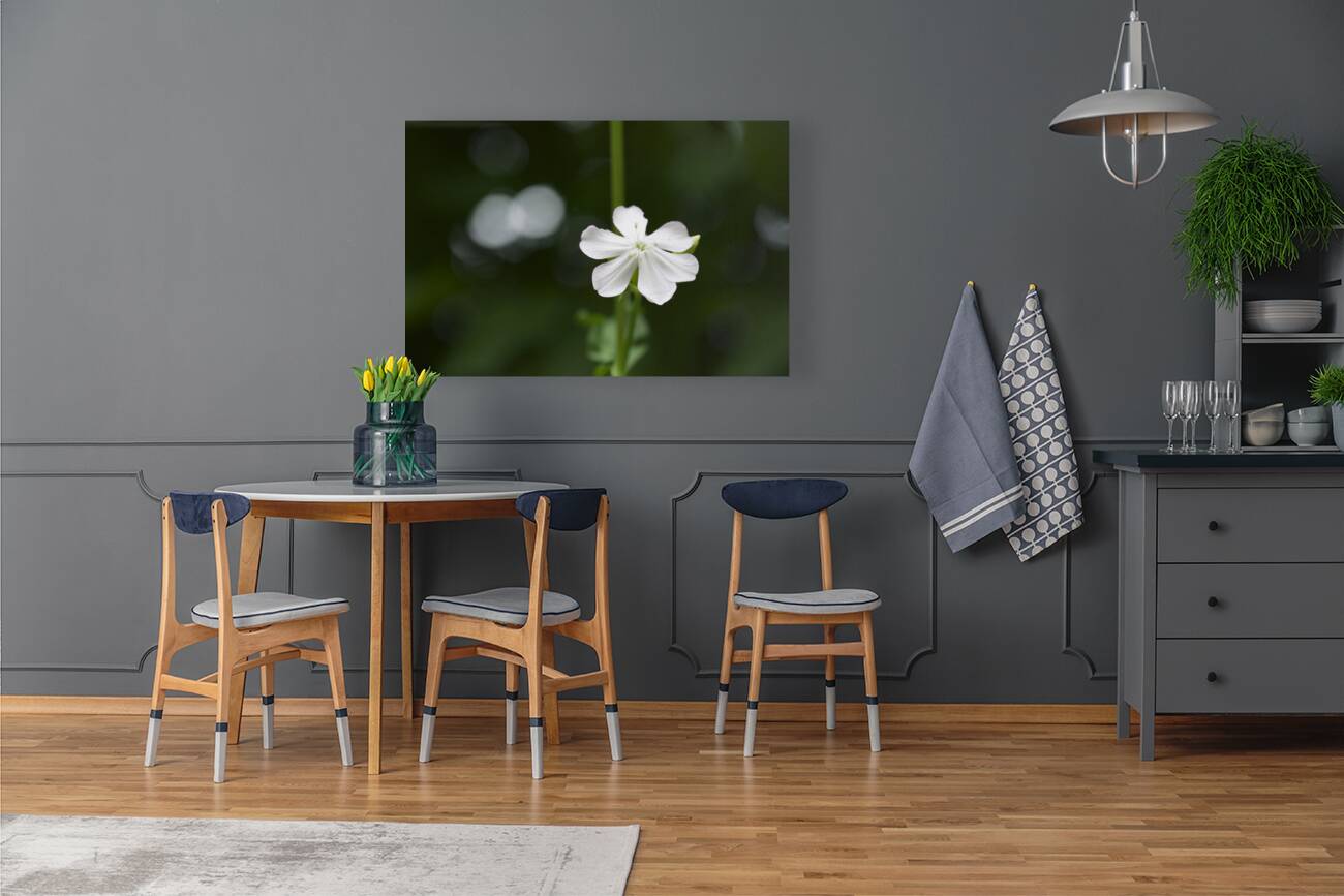 Catchfly Reproduction