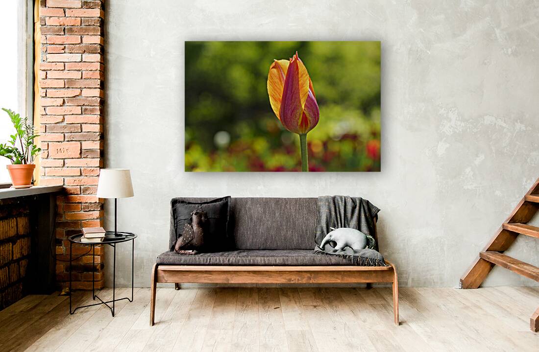 Darling Reproduction