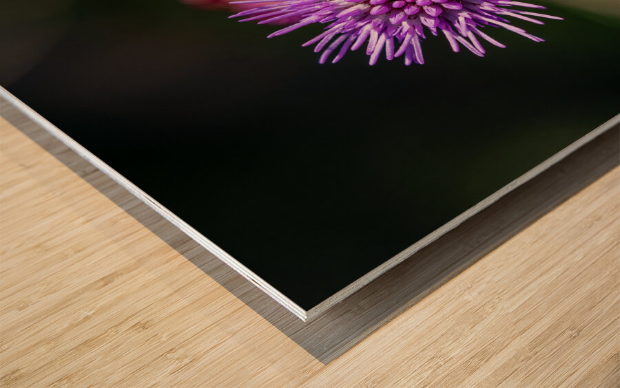 Blazing Star Wood print