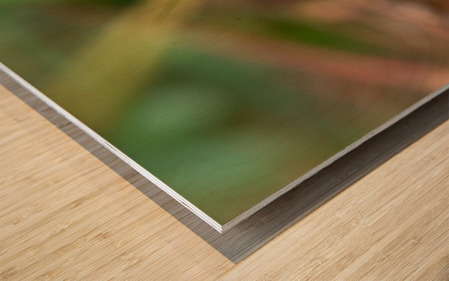 Geranium Closeup Wood print