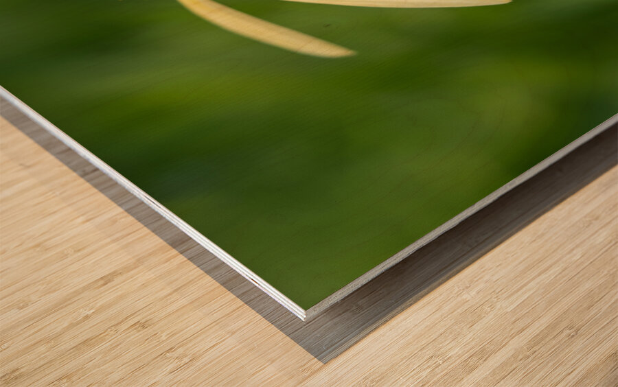 Yellow Echinacea Flower Wood print