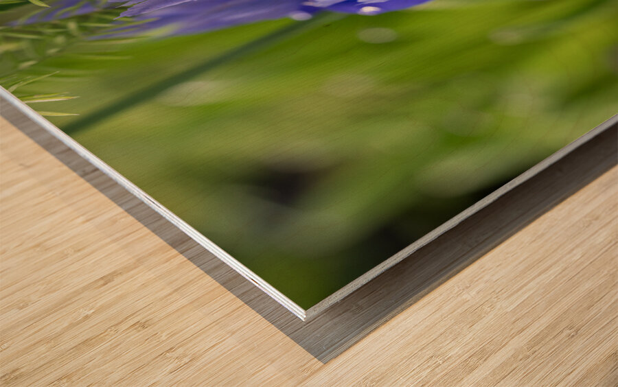 Velvet Blues Wood print