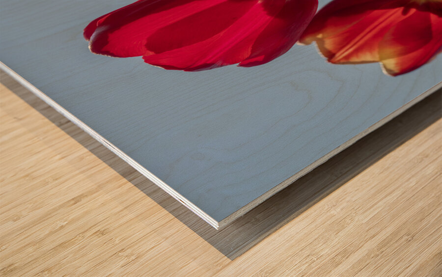 Red Tulips Wood print
