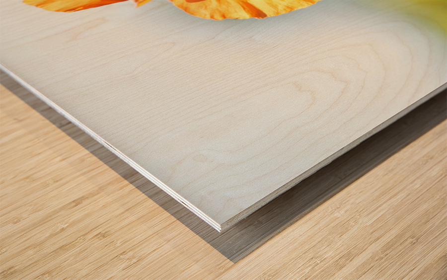 Poppy Burning Wood print