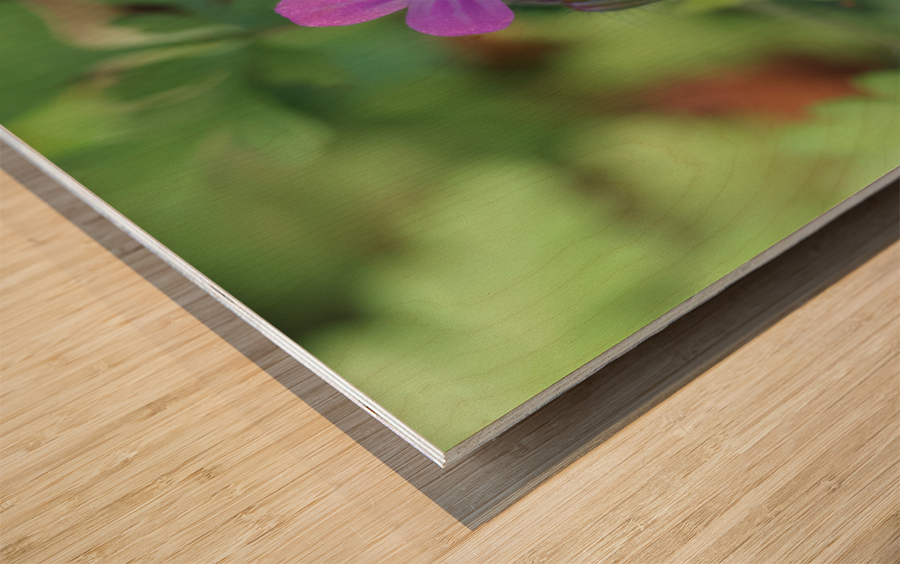 Little Robin Wood print