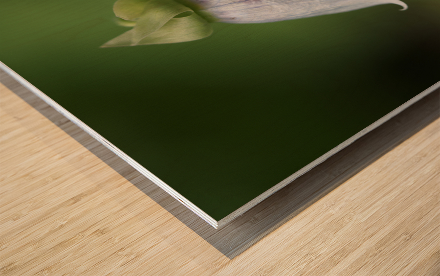 Bellflower Wood print