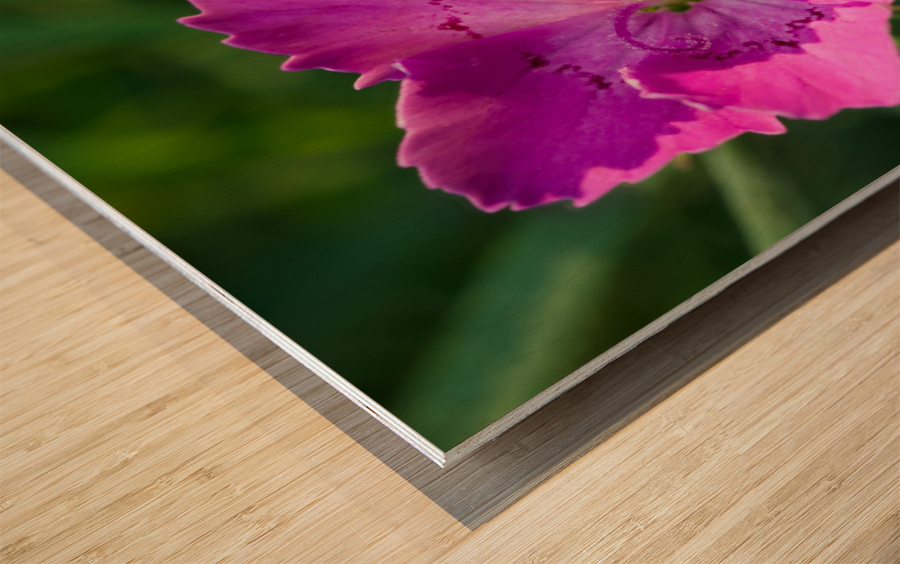 Maiden Pink Wood print