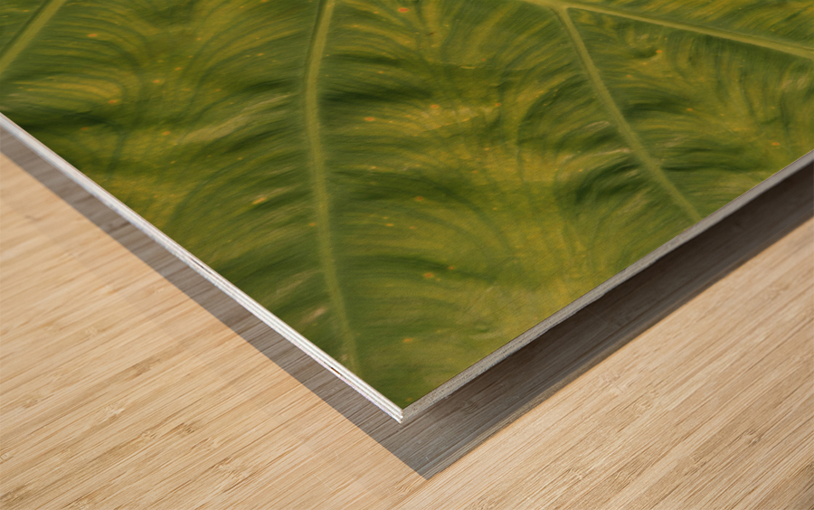 Giant  Leaf Wood print