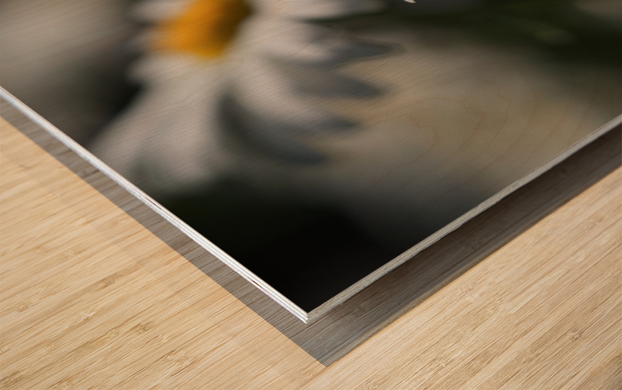 Marguerites Wood print