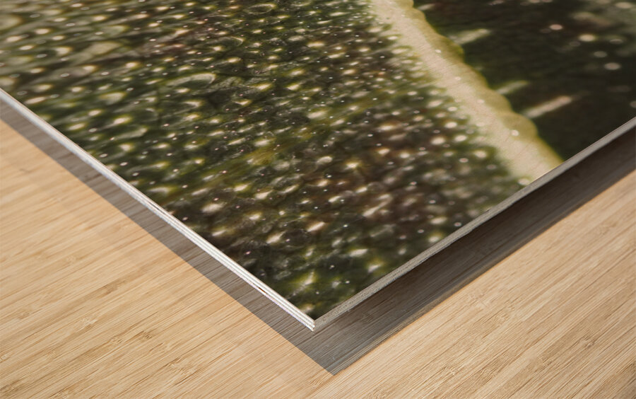 Leaf with Morning Dew Wood print