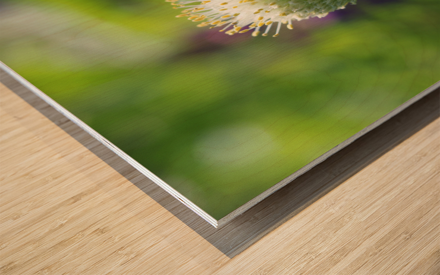 Pretty Onion Wood print