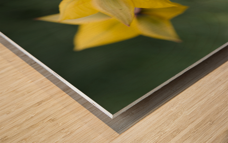 Spring Forward Wood print