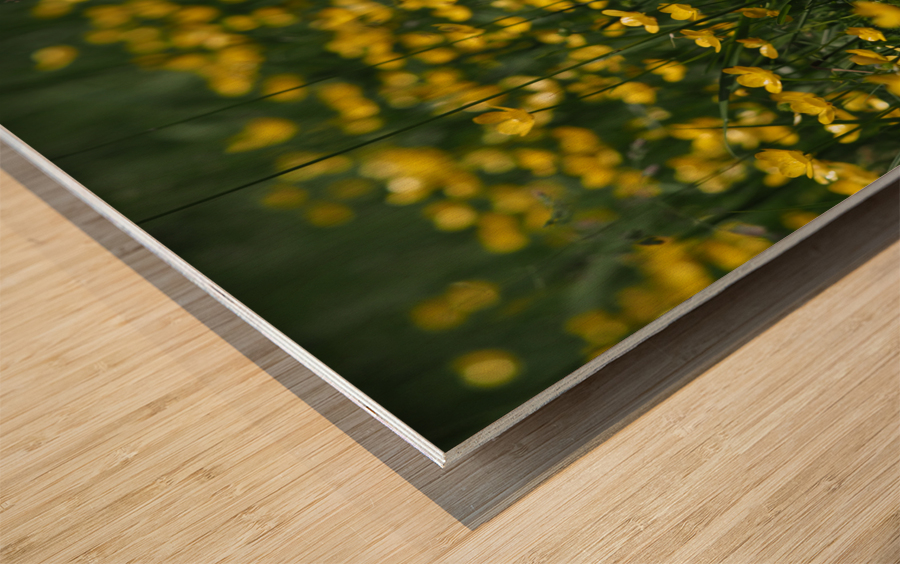 Tall Buttercup Field Wood print