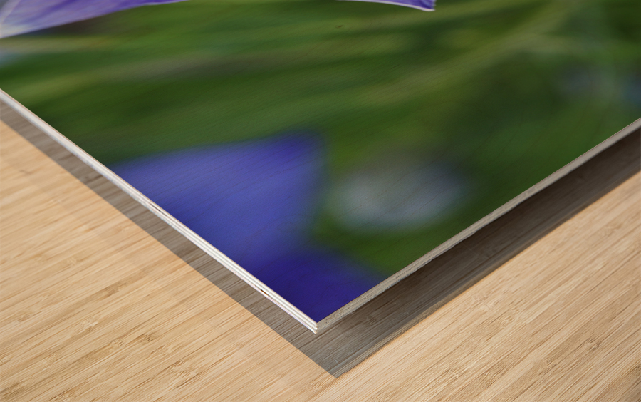 Balloon Flower Wood print