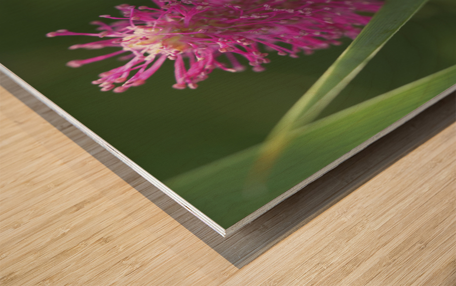 Lilac Squirrel Wood print