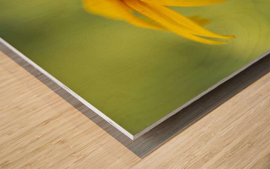 Brown Betty Wood print