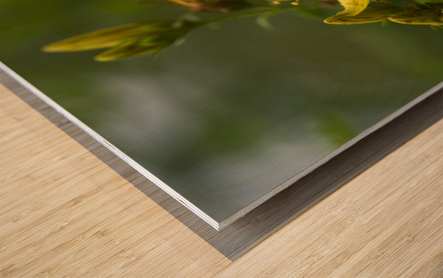 Goat Weed Wood print