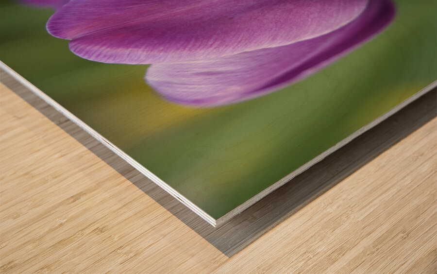 Plump Purple Tulip Wood print
