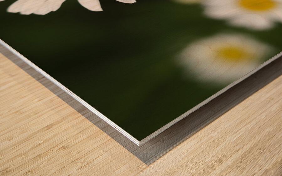 Common Daisies Wood print