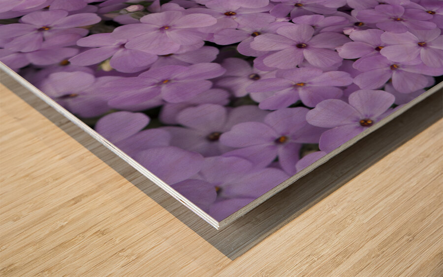 Pink Groundcover Wood print