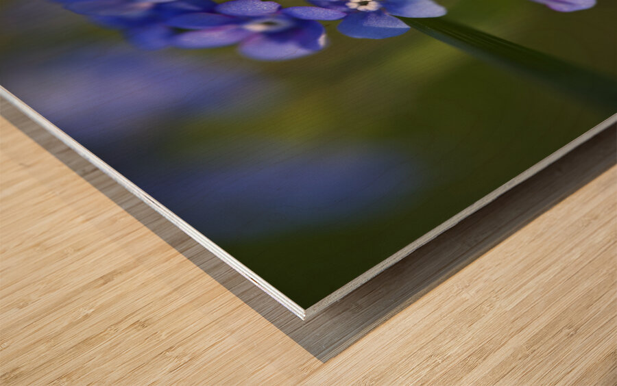 Beautiful in Blue Wood print