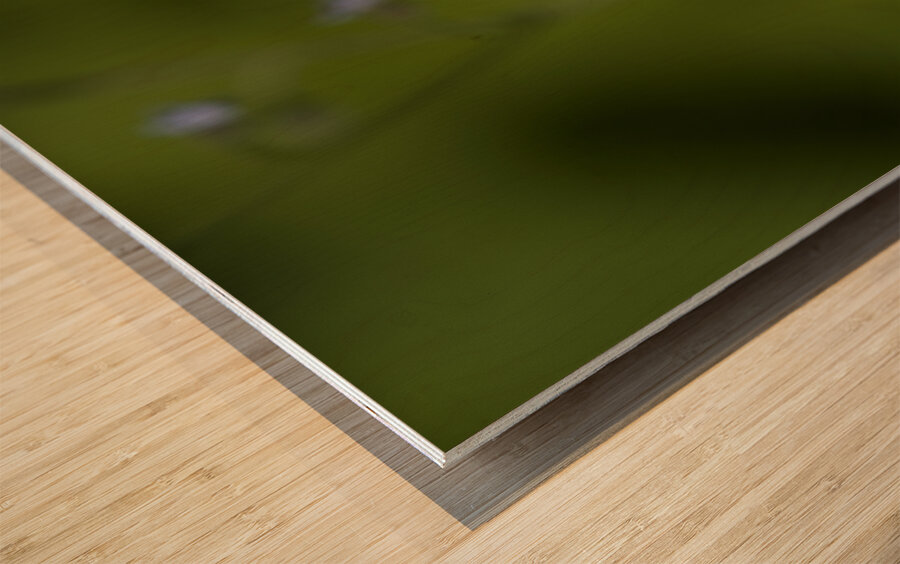 Tiny Blue Beauties Wood print