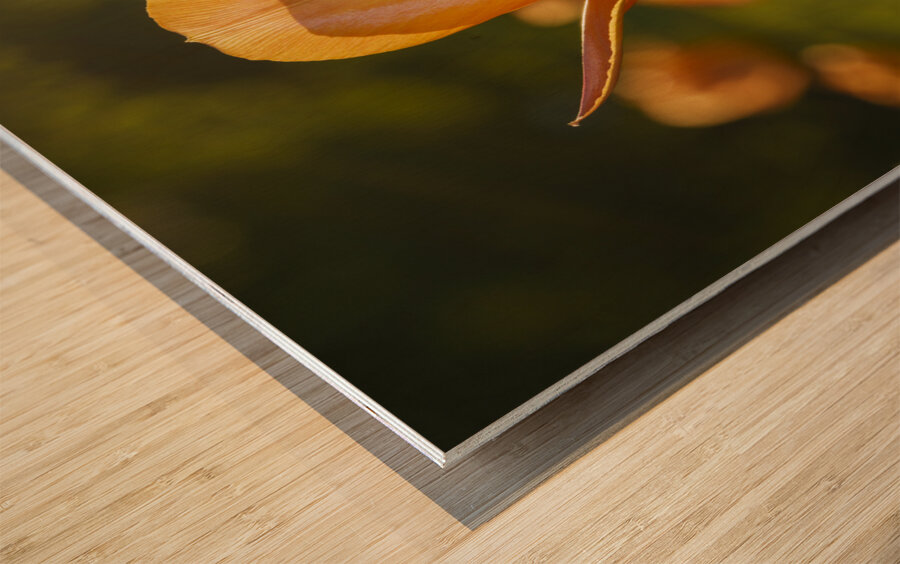 Wonderful Day Wood print